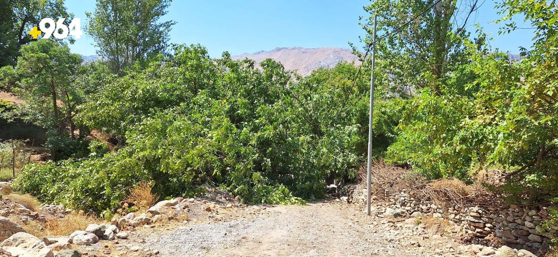 دار گوێزه‌ 300 ساڵییه‌كه‌ى بنارى قه‌ندیل شكا