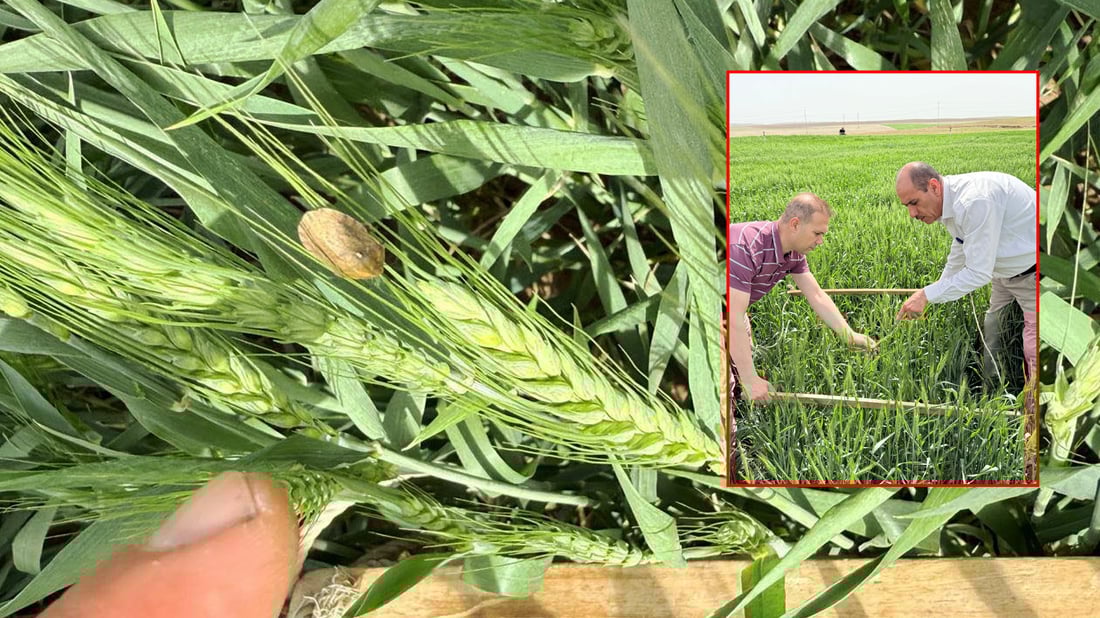 به‌شێكى‌ گه‌نمى چێندراوى دهۆك “سن” لێیداوه‌ و كشتوكاڵیش خه‌ریكی چاره‌سه‌ركردنه‌