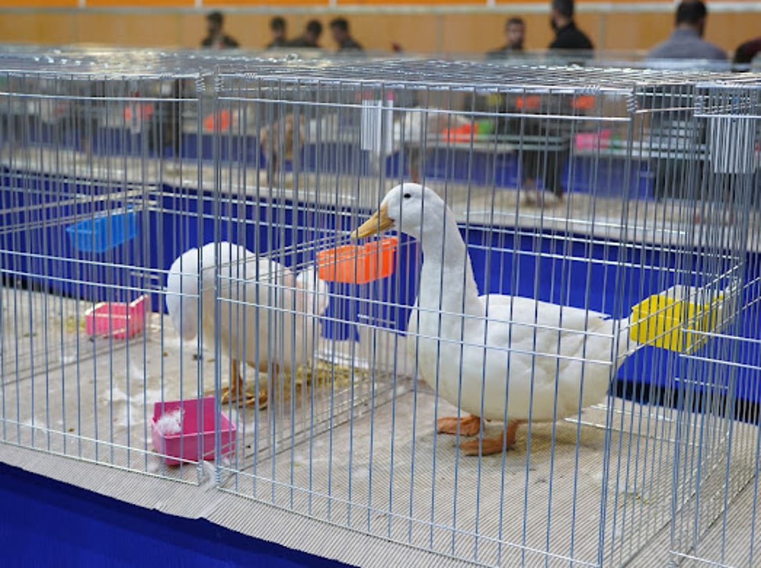 له‌ باخى گشتى رانیه‌ په‌له‌وه‌رى جوان و سه‌ره‌نجڕاكێش نمایش ده‌كرێت