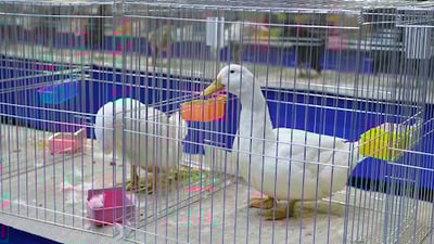 له‌ باخى گشتى رانیه‌ په‌له‌وه‌رى جوان و سه‌ره‌نجڕاكێش نمایش ده‌كرێت