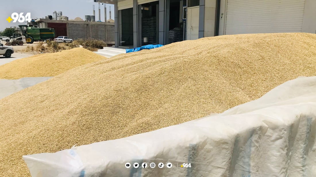 باس ھەر باسی گەنمە کەس ئاگای لە جۆ نەماوە