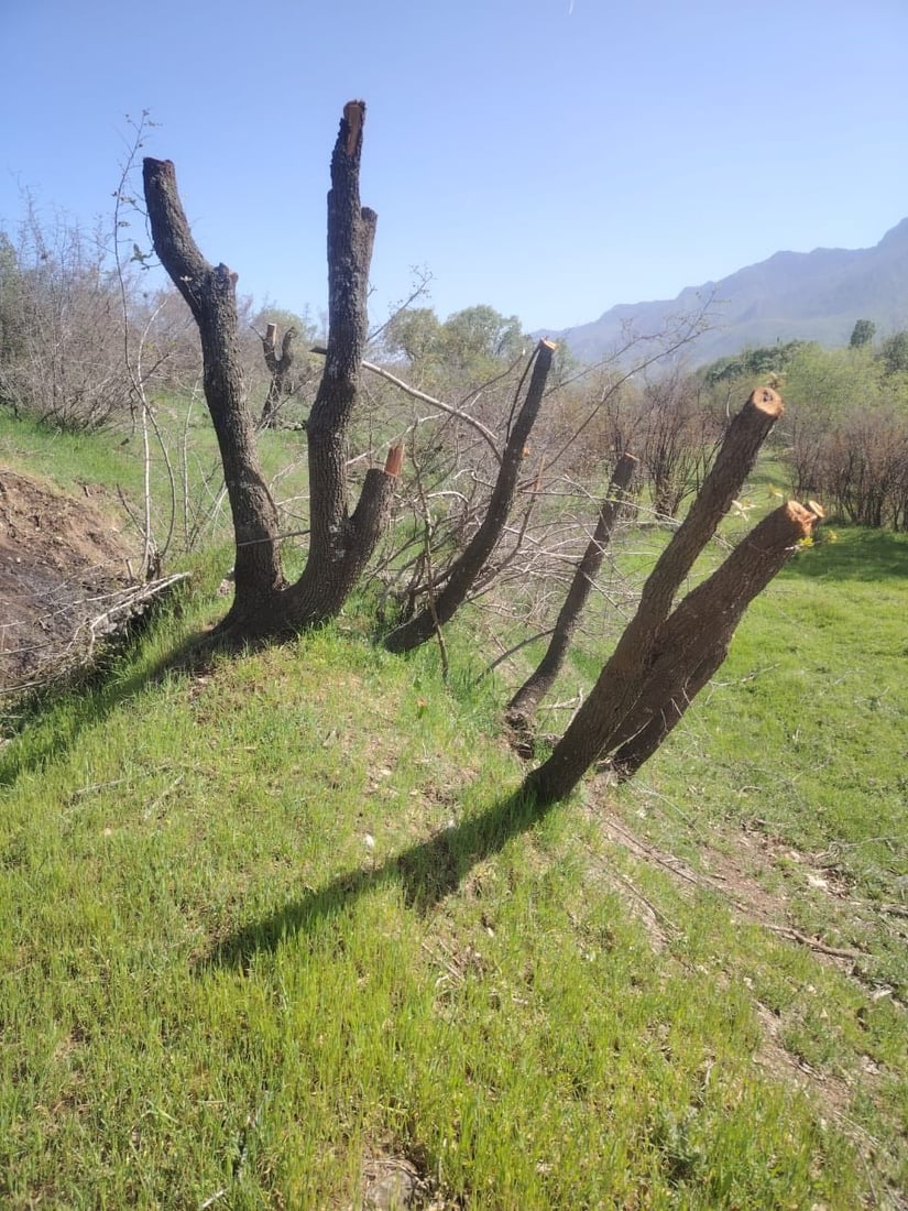 له‌ گوندێكی هیران كه‌سێك ده‌یان دارى سه‌ربڕ كردووه‌ و ده‌ستگیركرا