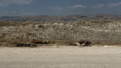 ژمارەیەک ئاژەڵی ماڵی لەسەر شەقامی 100 مەتری سلێمانی مردار بوونەتەوە