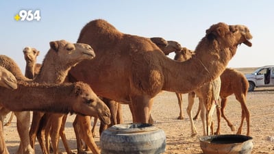 عرض الإبل مع الأغنام إهانة.. بدو المثنى يريدون مزاداً “للجودية” وسعرها 60 مليوناً