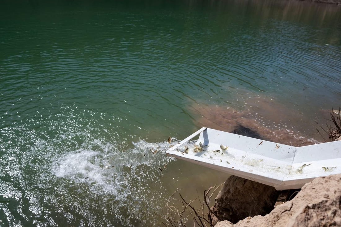 200 هەزار پەنجەماسی خرانە ناو بەنداوی خنس