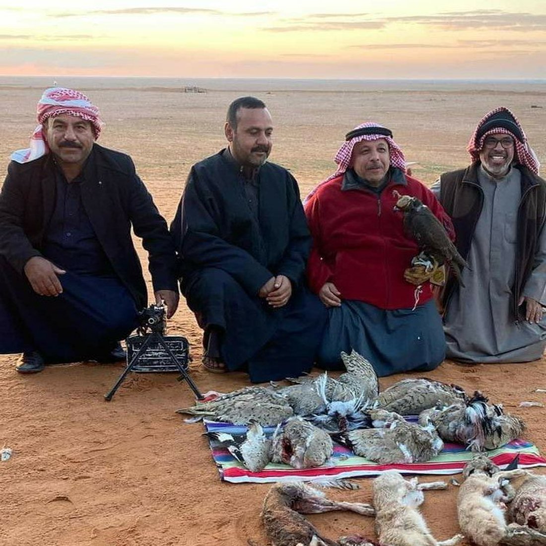 “عذراً خليجي البصرة”.. خليجيون إلى صحراء السماوة بحثاً عن الحبارى والشاهين (صور)