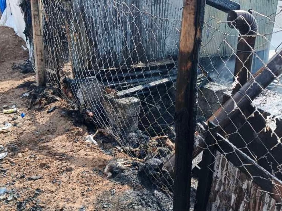 Fire at Zakho poultry farm kills over 100 birds