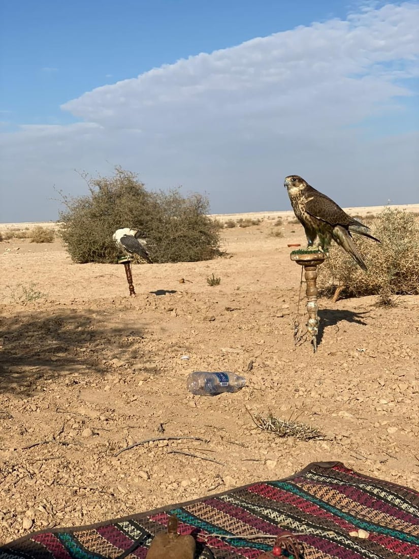 إذا شبع الصقر طار.. صقارة السماوة يطاردون الحبارى بـ “الجير شاهين” المهجن (فيديو)