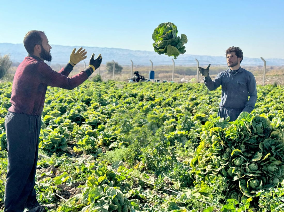 له‌ سێگردكان وه‌رزى لێكردنه‌وه‌ى كاهو ده‌ستپێكرد