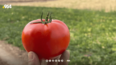 سەندیکای عەلوە لە سلێمانی: هاوردەکردنی تەماتە دەستپێدەکاتەوە