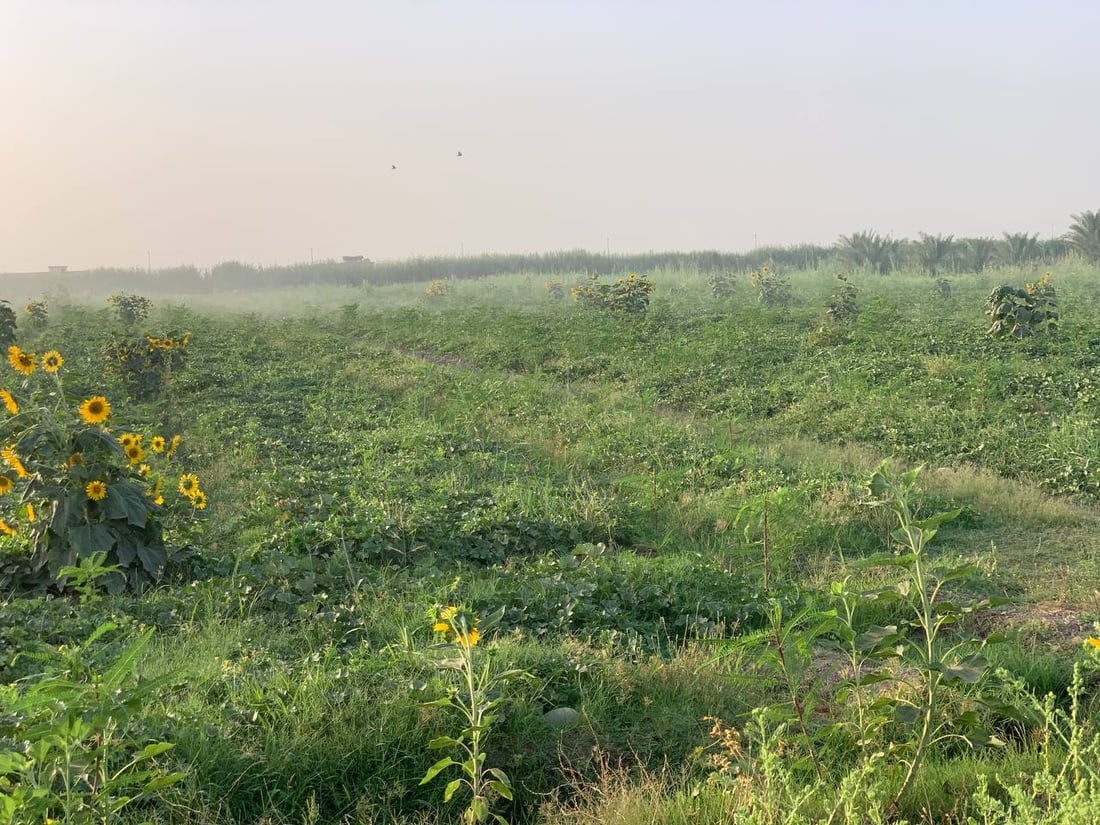 بطيخ الرضوانية وصل اليوم.. التجار جاؤوا من كل مكان بحثاً عن الراني والشوكي (صور)