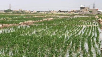 صور: المروج الخضراء تخفض أسعار الأعلاف والحبوب في الديوانية