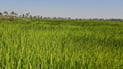 Iraq details new agricultural leasing law and amendments to boost arable land