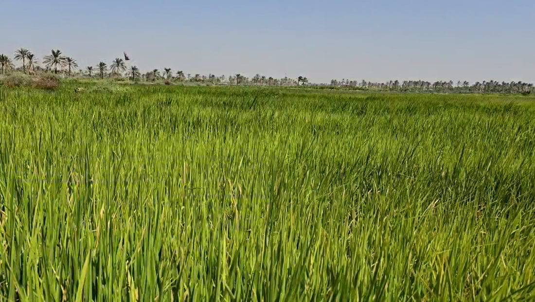 Iraq details new agricultural leasing law and amendments to boost arable land
