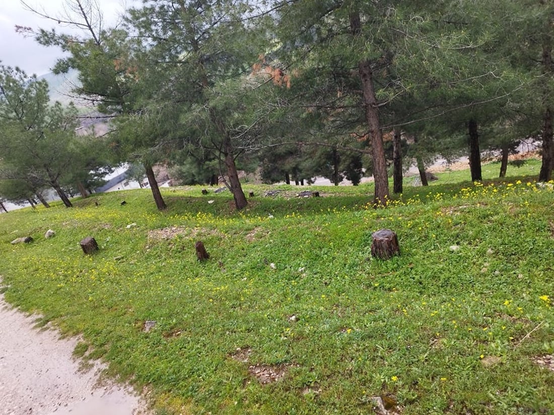 ژینگه‌ى هه‌ڵه‌بجه‌ له‌ بڕینى چه‌ند دارێكى بەته‌مه‌ن ده‌پێچێته‌وه‌