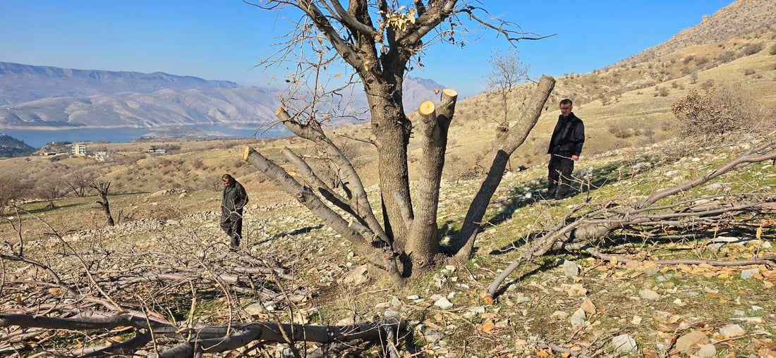 لە دوکان کومەڵێک داربەڕووی ناوقەد باریکیان بڕی و هەڵاتن