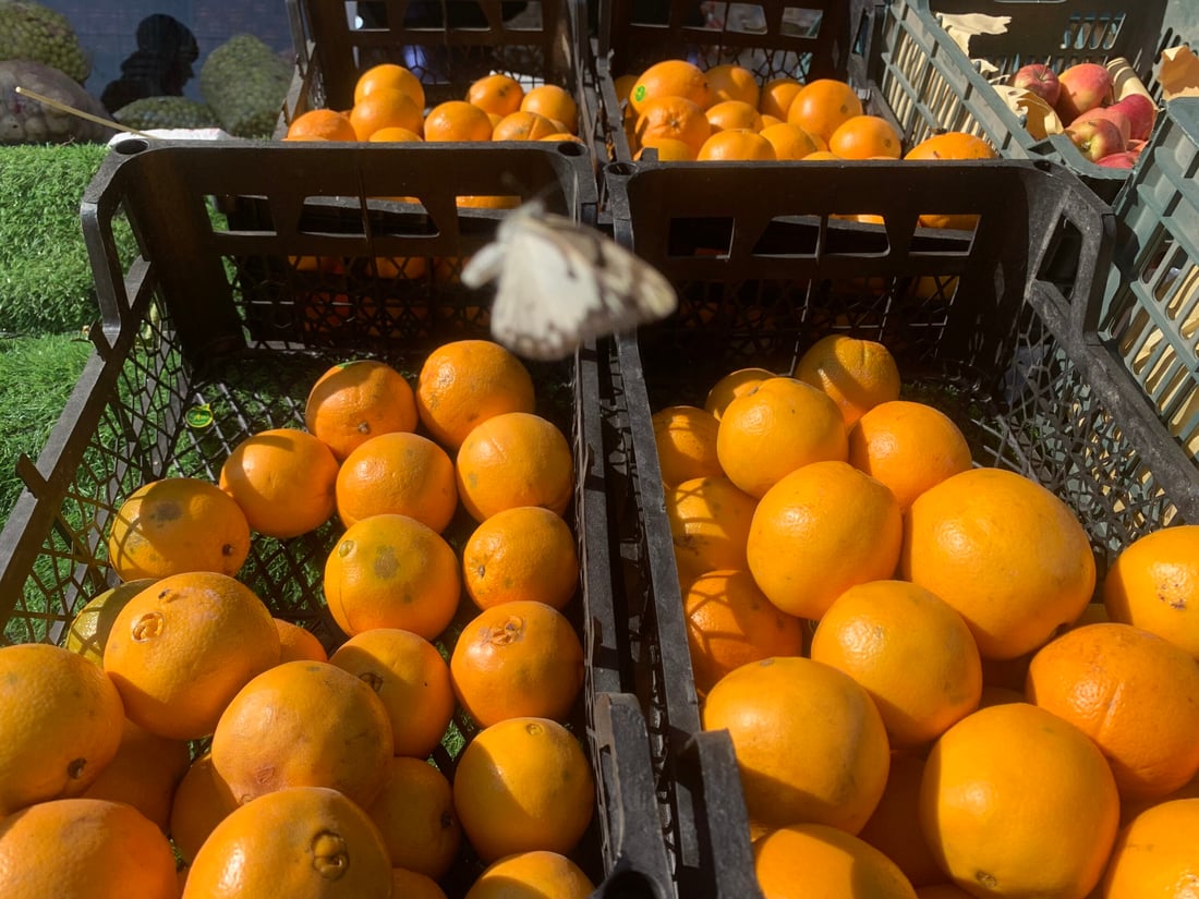 أرخص من الإيراني والطعم لا يقارن.. حديثة قطفت أولى سلال البرتقال (صور)