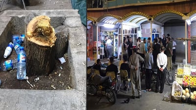 البحث عن المنشار لا زال جارياً.. حلبجة تعتقل بائع شاي قطع شجرتين