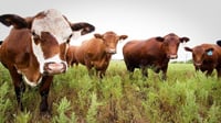 Iraqi government lowers import taxes on live animals to curb red meat price hike