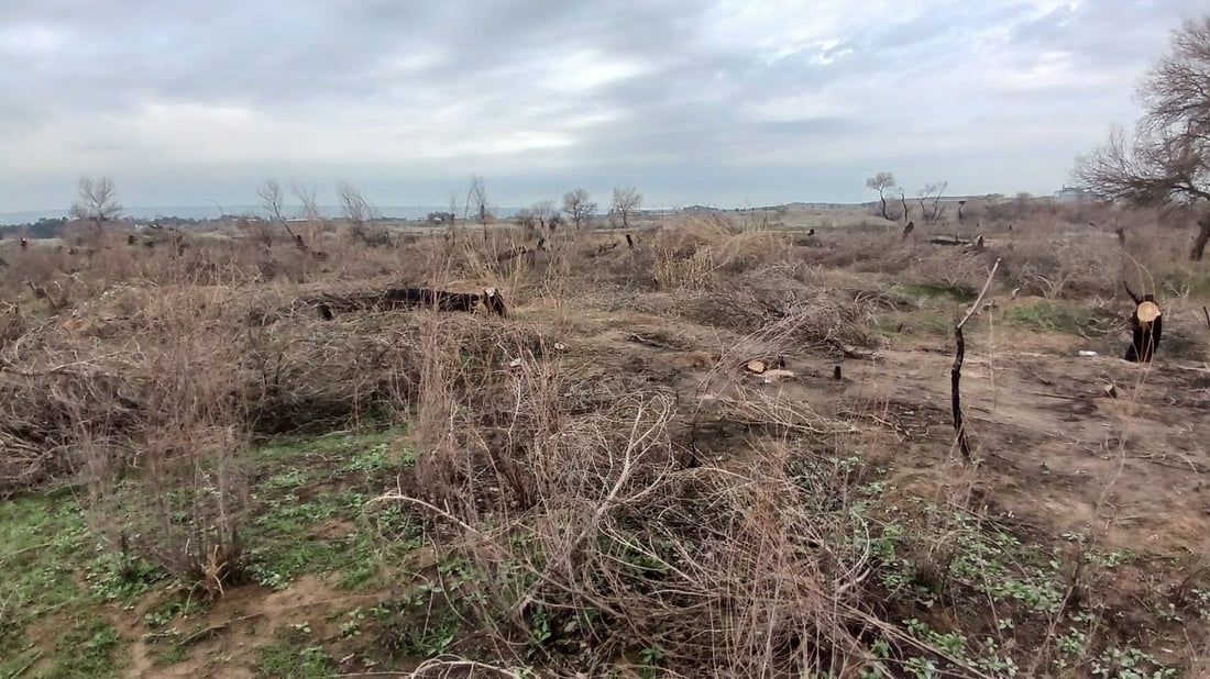 غابات قرة بك تعود مجدداً.. حرق شواطئ الزاب يواجه بحملة تشجير (صور)