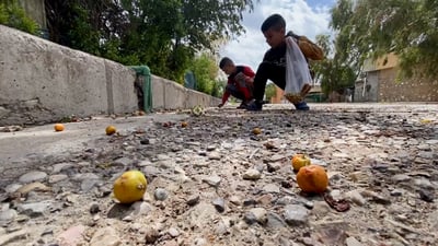 فيديو: أطفال كفري “بعقلية تجارية”.. ينتظرون العاصفة ليجمعوا النبگ ويبيعونه