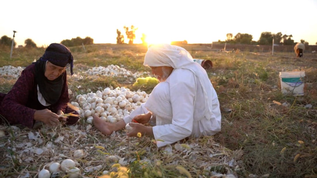 70-year-old Mosul farmer continues onion harvest with family by his side