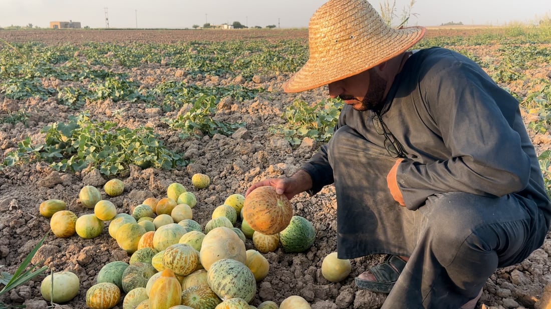 Rain-fed melons return to Kirkuk fields after a decade of drought