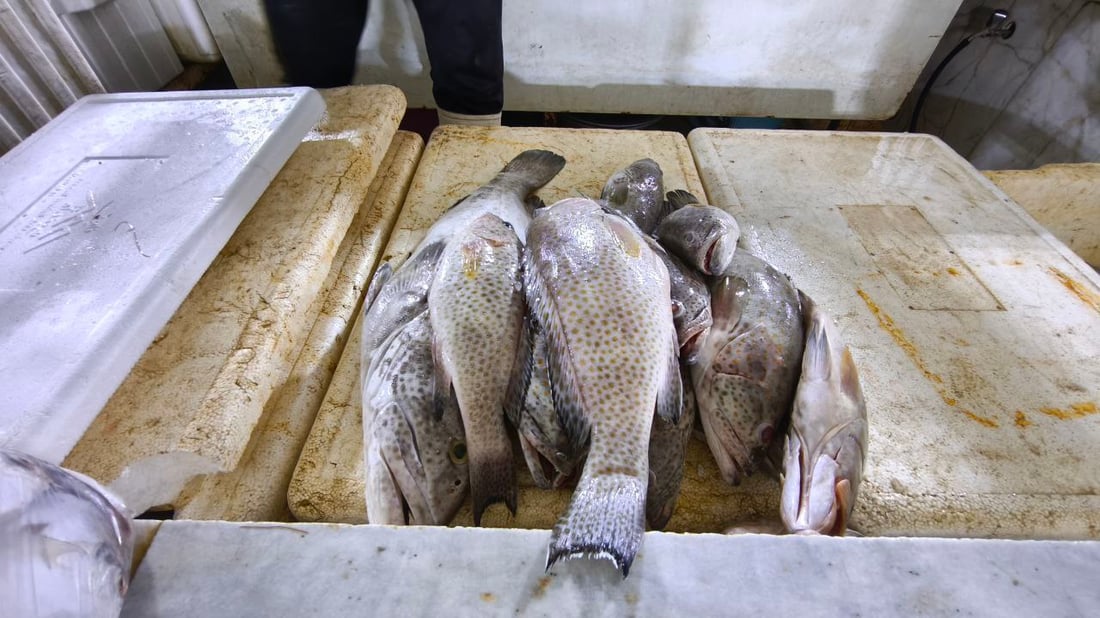 السبيطي والهامور وصلا مرسى النقعة.. قائمة بأسعار اليوم (صور)