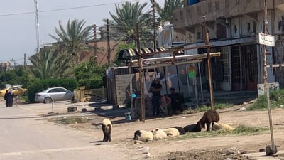 أبو غريب: انخفاض كبير في أسعار اللحوم.. الفلاحون باعوا كل المواشي دفعة واحدة