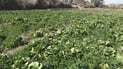 Farmers in Souq Al-Shuyukh preserve farming legacy with local lettuce variety