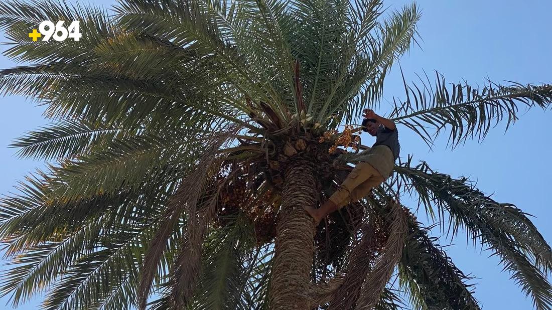 Date farmers in Abu Ghraib enjoy bountiful harvest