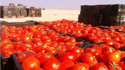 البصرة تسوّق نحو 1800 طن طمامة في الزبير وسفوان والكيلو بـ 200 دينار