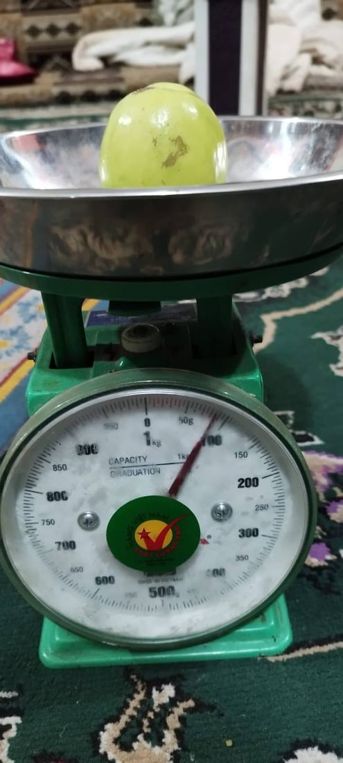 صور: مزارع بصري ينجح بتطعيم النبق التايلندي.. ثمرة بحجم كف اليد وكل 10 حبات كيلو!