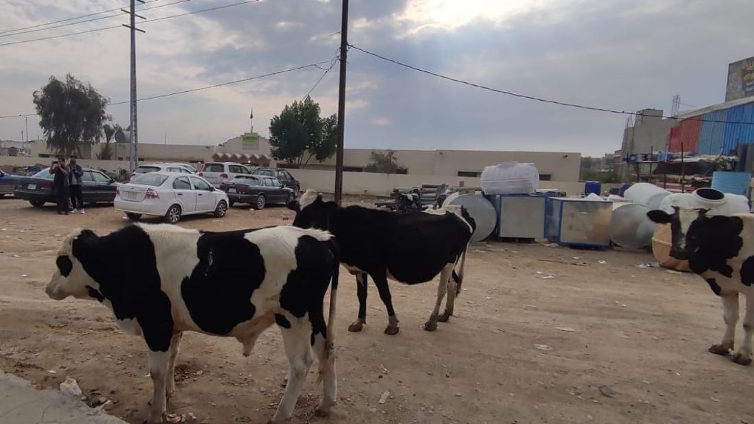 الخالص: مطالبات بتقييد حركة الأبقار “المنفلتة” في الأحياء السكنية (صور)