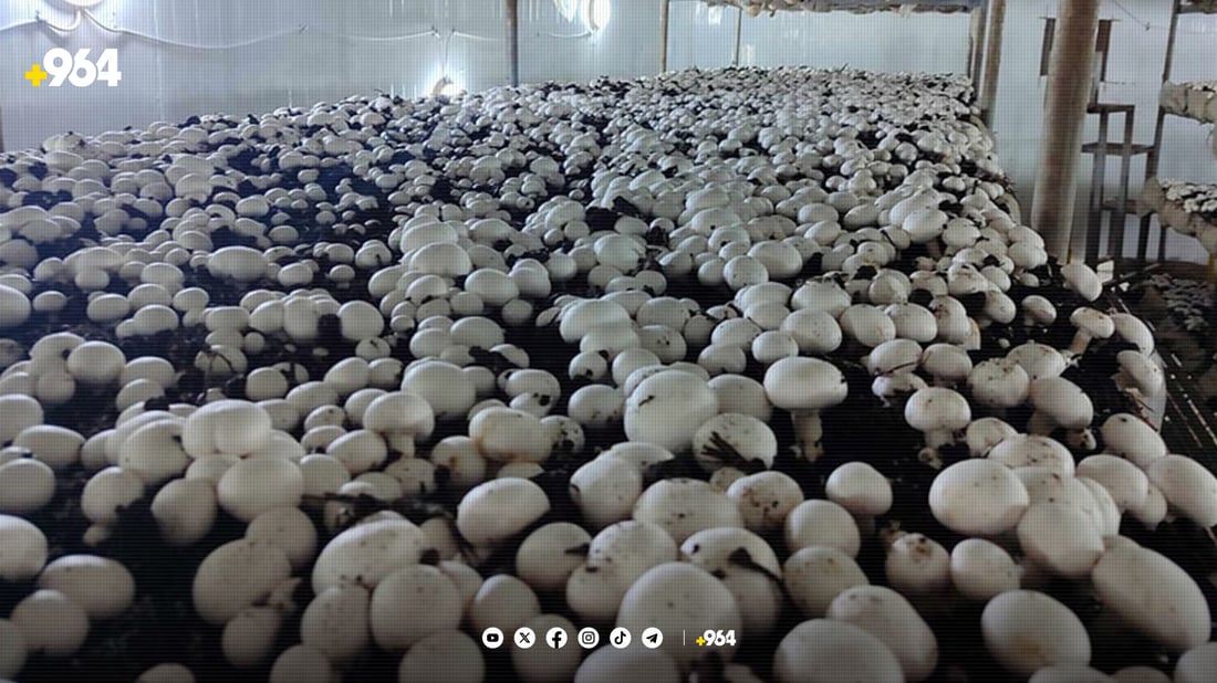 پێنجوێن رۆژانە دوو تۆن قارچک بەرهەم دەهێنێت
