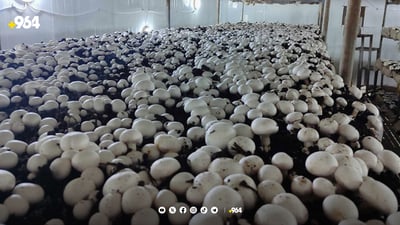 پێنجوێن رۆژانە دوو تۆن قارچک بەرهەم دەهێنێت