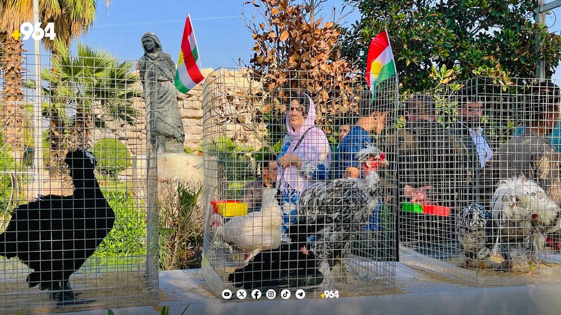 نرخی مریشکی رەسەن لە هەولێر گەشتووەتە 2000 دۆلار