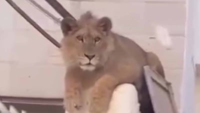 شێرەکەى بەغداد کەوتە دەست پۆلیس