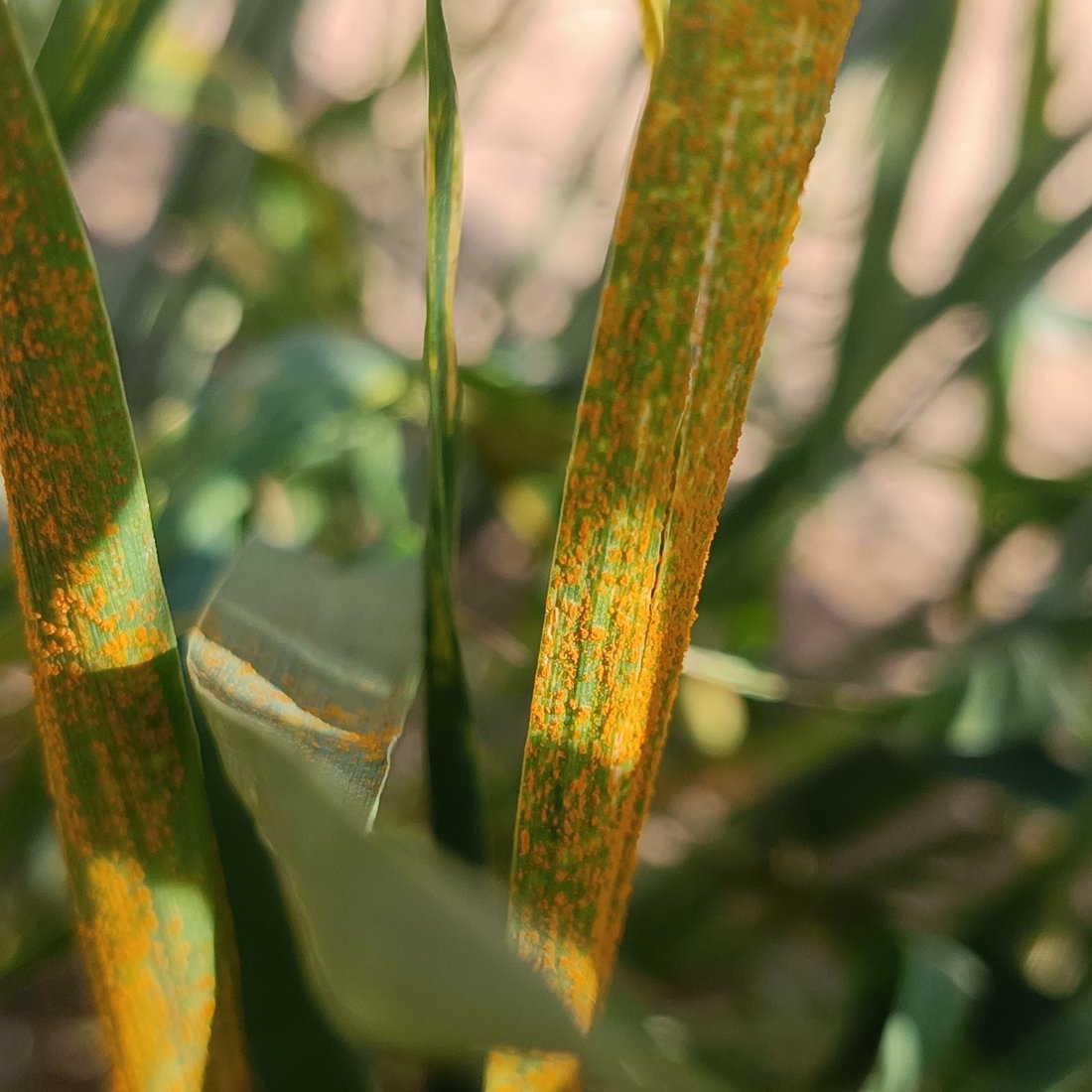 له‌ هه‌ولێر جۆره‌كانى ژه‌نگى گه‌نم و چاره‌سه‌ركردنى ئاشكرا ده‌كرێت