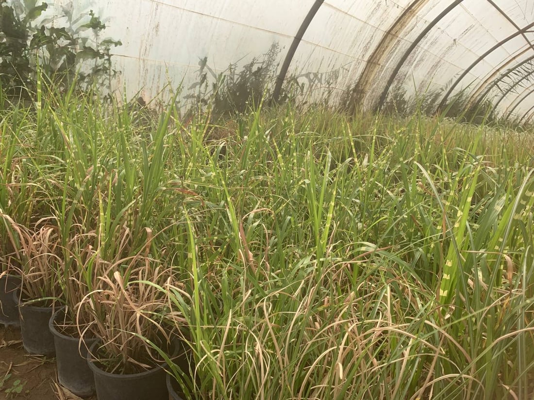 قد لا يعرفها كثير من أهل بغداد.. “العدوانية” البعيدة مصدر نباتات المطار النادرة