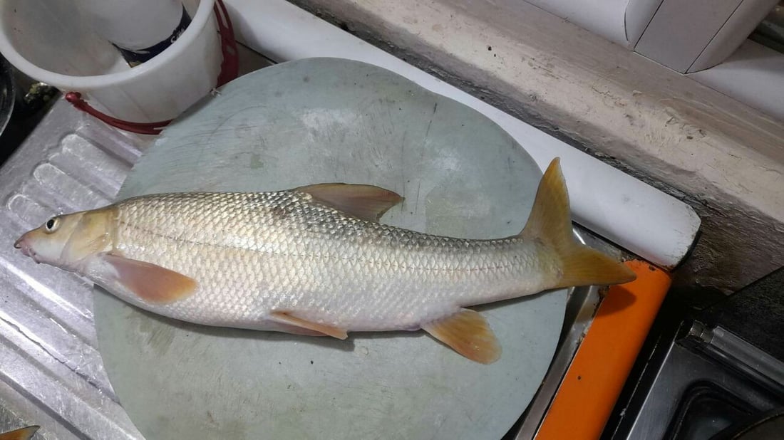 صورة لسمكة أطول من قنينة غاز.. صيادو آلتون كوبري سعداء بانخفاض منسوب المياه!