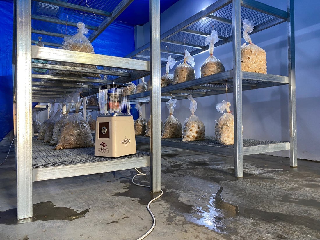 هۆڵێكى به‌رهه‌مهێنانى قارچك كراوەتەوە باشترین جۆریان بەرهەمهێناوە