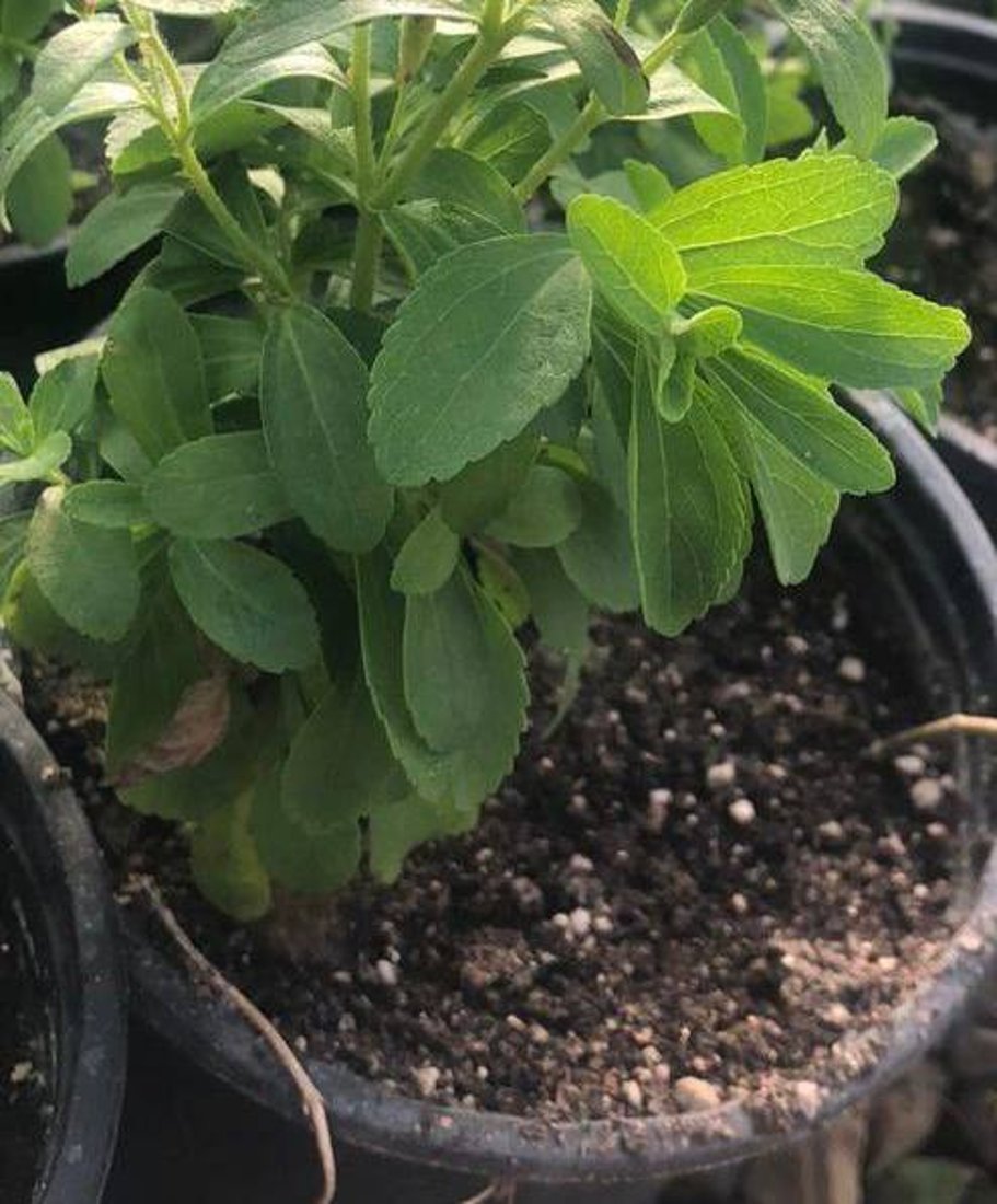 باحثة كربلائية تنصح بـ “الستيفيا” لمرضى السكر: شديد الحلاوة مضاد للسمنة