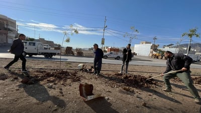 شارەوانیی رانیە دارە وشکبووەکان هەڵدەکەنێت