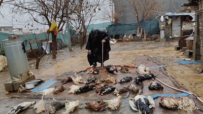 سەگی بێلانە “کۆمەڵکوژی” لە پەلەوەرەکانی ماڵێک دەکات