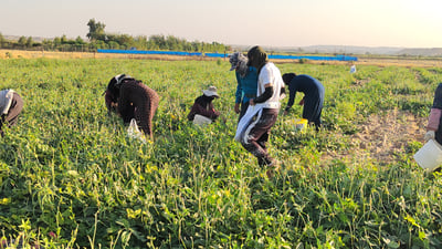 وشكه‌ساڵیش ده‌ره‌قه‌تى لۆبیا بەتامەکەی گوندی تازەدێ نه‌هات و نۆبەرەیان چنییه‌وه‌