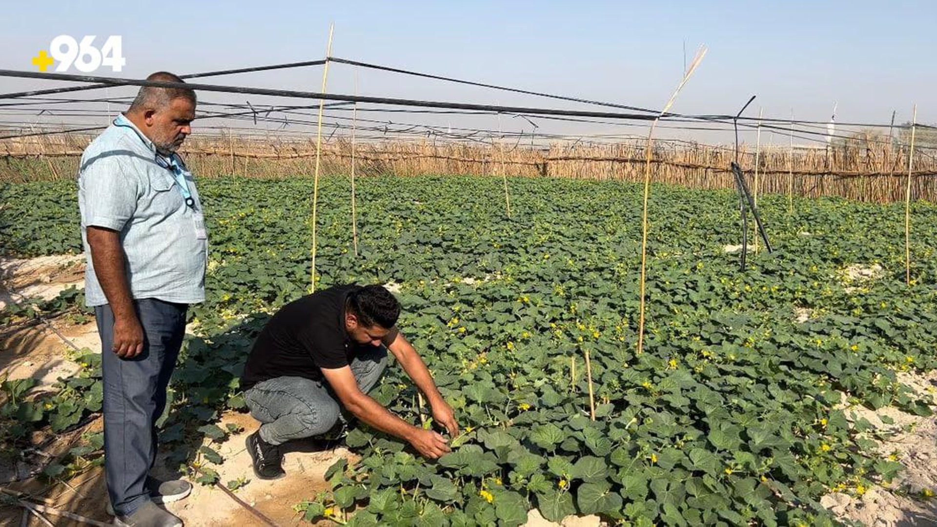 Agricultural experiment in Basra on vaccinating watermelons