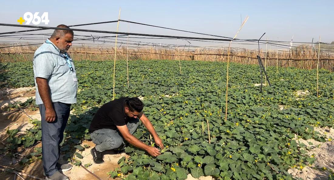 Agricultural experiment in Basra on vaccinating watermelons