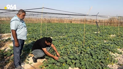 Agricultural experiment in Basra on vaccinating watermelons