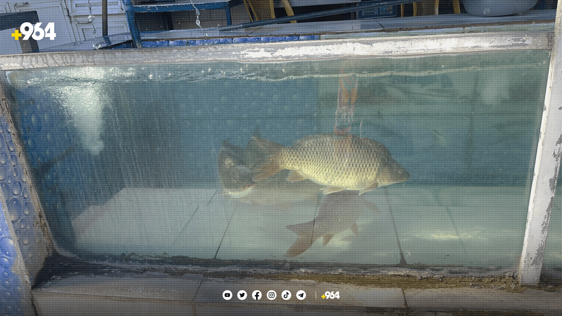 لە پارێزگاکانی عێراق ماسی کوردستان رەواجی زۆرە